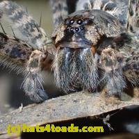 /home//u458753944/public_html/sourcegallery///////////////Insects and small critters/spiders and kin (Arachnida)/PB010789.JPG